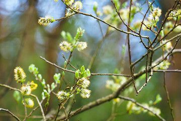 Blooming willow, salix flowers in easter. Spring sunny day