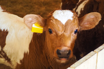 Calf, tribal young bull in the corral. Red and white spotted  young calf of Ayrshire breed in the...