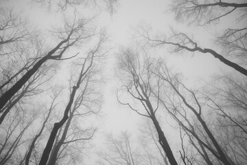 Black and white depressing photo of trees and their branches and gray sky. Foggy and frustrating morning