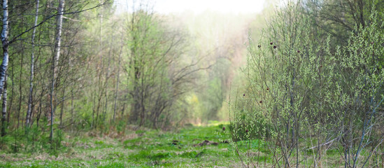 Fototapeta na wymiar Early spring forest, panoramic view, sunlight. Forest glade
