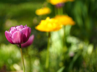 close-up of a bright pink large bud of blue diamond tulips growing in the garden on a green with yellow flowers background side view