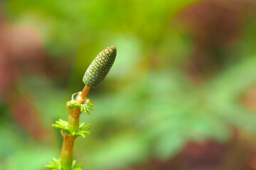 Equisetum sylvaticum. Sporebearing escape in early spring