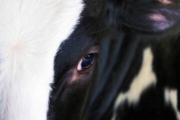 Eye of a black and white cow close-up. Cow head and eye