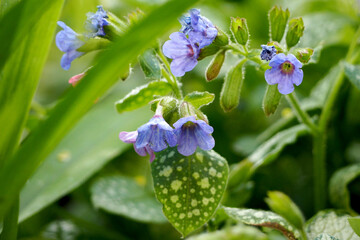 blue small flowers lungwort grow in the garden on a spring day