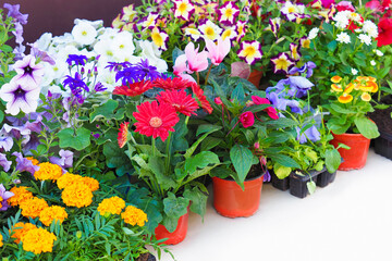 Flower seedlings in pots. Shop of plant and trees for gardening