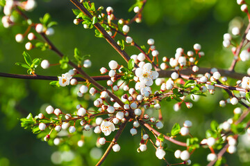 Flowering of cherry blossoms that herald spring. White cherry flowers in a spring garden, blooming cherry