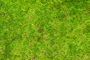 Fresh green natural moss background. Sphagnum top view