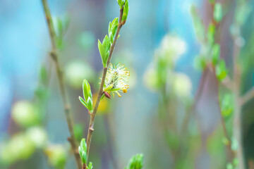 Spring sunny day. Blooming willow, salix flowers on azure sky background. Easter