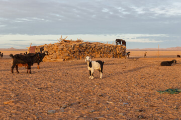 Goats at sunrise near a Berber house in the Sahara Desert. young goat is looking at the camera.