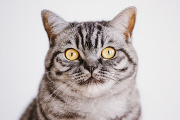 Silver Tabby, BKH, Britisch Kurzhaar, Katze, Süß 