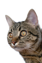 The cat is isolated on a white background. Portrait of an animal. Curious young tabby young cat sits and looks into the camera. Close-up. Kitten teenager veterinary and advertising layout