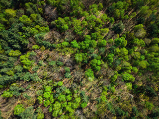Colorful foliage in Forest at Spring. Aerial Drone Top Down View