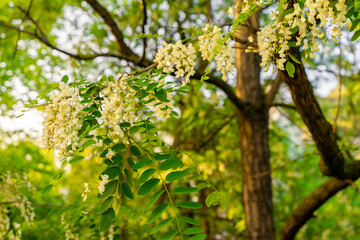 Selective focus of black Locust flowers and leafs (Robinia pseudoacacia) with blurred background in springtime