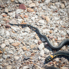 Small snake on an asphalt concrete road.