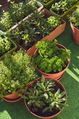 Growing Your Own Herbs at Balcony in City. PotsWith Fresh Herbs in Sunlight