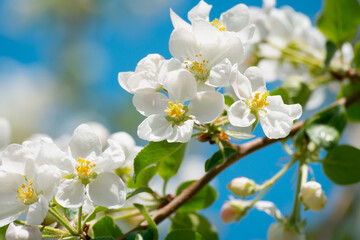 Apple tree branches in bloom in spring.