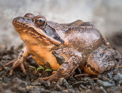 Nahaufnahme von einen einzelnen Frosch bei der Kr&ouml;tenwanderung im Fr&uuml;hling.