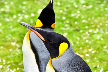Two King Penguins at Volunteer Point, Falkland Islands