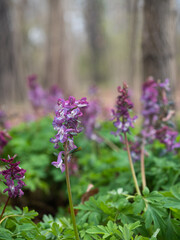 Obraz premium Violett blühende Pflanzen des hohlen Lerchensporns wachsen auf einer Waldwiese.