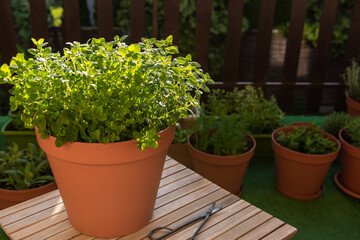 Fototapeta na wymiar Fresh Oregano in Container in Sunlight at City Balcony. Grown Your Own Fresh Produce and Herbs
