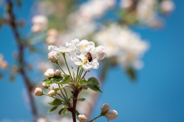 Bees on a blossoming tree, apple tree.