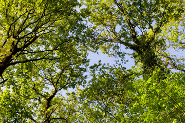 Crowns of trees