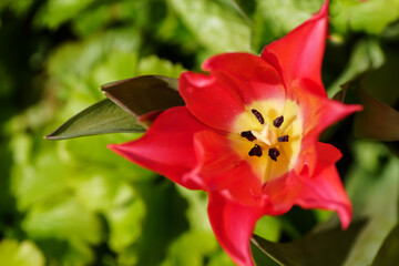 Blume
