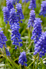 Blue bells Muscari armeniacum in a flowerbed in early spring. Delicate spring garden flowers. Landscape design.