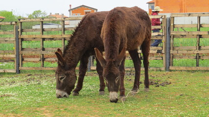 Two donkeys brown