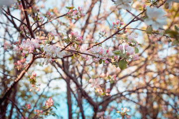 Blooming apple tree on a blue sky background.