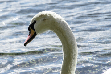 Fototapeta na wymiar neck of a white swan on the water