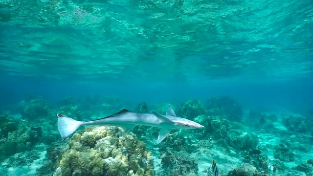 A Remora Fish (live Sharksucker) Swims Close To The Camera, Underwater Pacific Ocean, French Polynesia