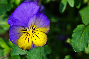 Fototapete bei efototapeten.de bestellen   