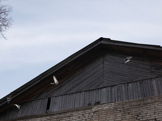Fototapeta na wymiar Doves fly under the old wooden roof