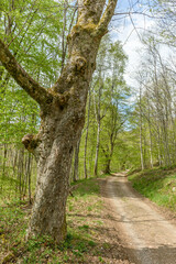Forest walk path in a valley in the French countryside in spring.
