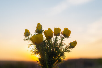 Flowers adonis in a bouquet, at sunset. - obrazy, fototapety, plakaty