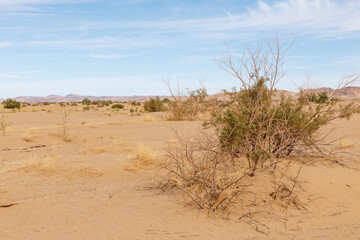 Fototapeta na wymiar Dry bushes in the Sahara Desert. Morocco. Africa