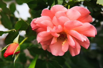 red rose flower