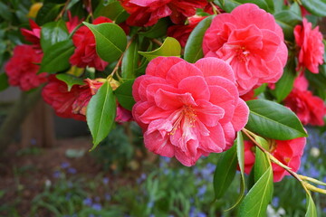 Incredible beautiful red camellia - Camellia japonica, known as common camellia or Japanese camellia.