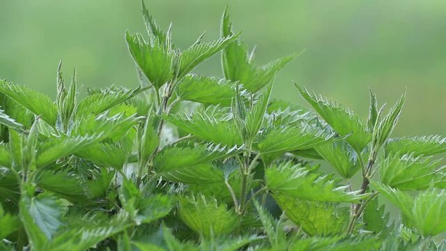 Plant of stinging nettles. Nettle leaves.
