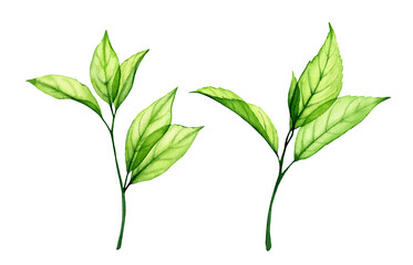 Watercolor green leaves set. Transparent fresh branches isolated on white. Realistic botanical illustrations collection. Hand painted foliage that shines through
