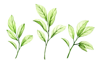 Watercolor green branches. Transparent fresh leaves isolated on white. Realistic botanical illustrations collection. Hand painted fruit tree foliage that shines through