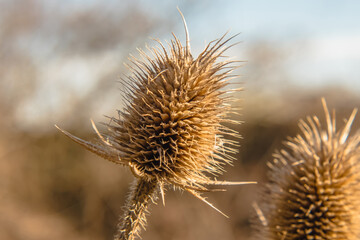 Bunch of wild natural dried thistle over the blue background
