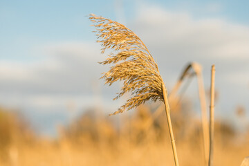 Dry reeds over the blue sky background. Closeup