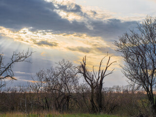 Fototapeta premium The rays of the setting sun shine through the clouds. In the foreground, dry branches of trees