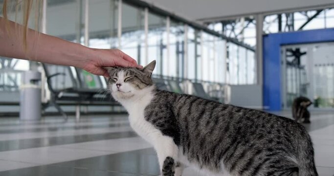 Close up shot of woman petting street cat at empty airport.
