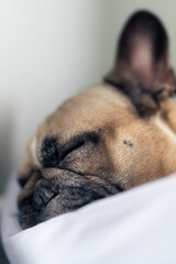 pies buldog francuski podczas snu - obrazy, fototapety, plakaty