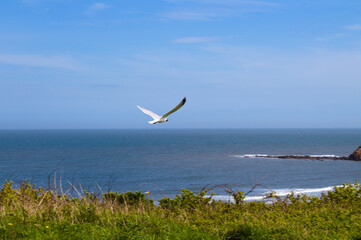 Fototapeta na wymiar Seagull at Tynemouth Beach, Northumberland, UK in May 2021