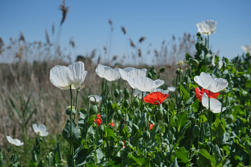 Opium poppy white flower - obrazy, fototapety, plakaty