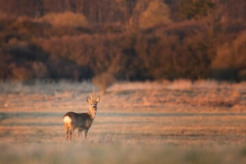 Alert Roe deer standing on the meadow looking towards the camera during sunset.